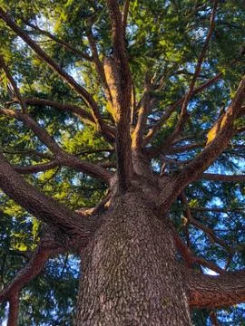 Looking from the ground up through to tree top Stock Photos