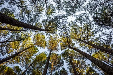 Looking from ground to top of pine trees. Stock Photos