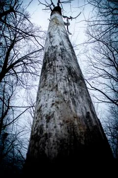 Looking up at a haunting tree Foto stock