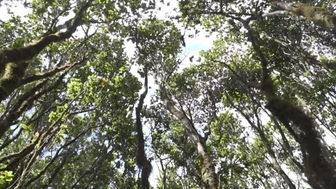 Looking up into the Hawaiian tree canopy Stock-Footage 152898598