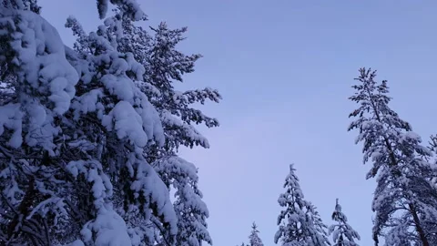 Looking high at tree tops while walking with camera in spectacular snow cover Stock Footage 146452814