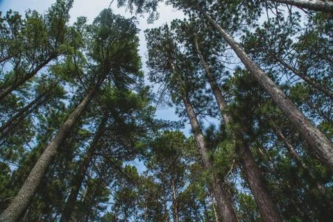 Looking Up at High Trees from Low Angle in Forest Woods Stock Photos