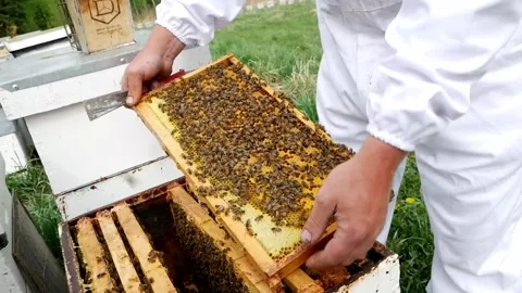 Looking at Hive Frame Stock Footage 240645663