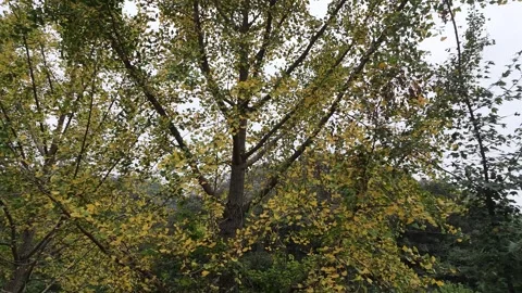Looking Up at Hubei Ash Tree Branches with Green and Yellow Leaves Stock Footage 345978554