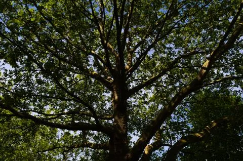 Looking up a huge tree Stock Photos
