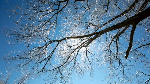 Looking Up at Ice Covered Tree Limbs Stock Footage 64973990