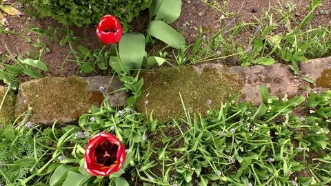 Looking inside red tulips from above Stock Footage 76762631