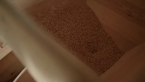 Looking inside a small wooden silo of a grain windmill filled with wheat grain Stock Footage 85214178