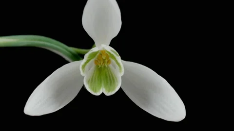 Looking up inside a snowdrop flower with black background. 4K locked tripod Stock Footage 148958656