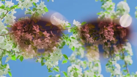 Looking from inside the sunglasses at flowering tree on the blue sky background. Stock Footage 276421051