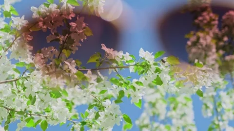 Looking from inside the sunglasses at flowering tree on the blue sky background. Video stock 299784555