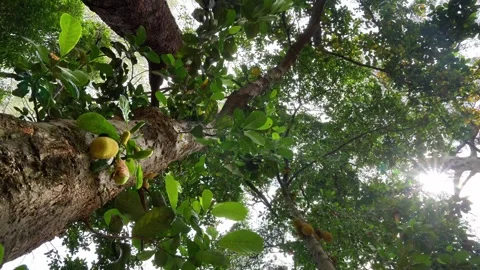Looking Up Jackfruit Tree with Ripe Fruits and Sunlight Vídeos de archivo 343146289