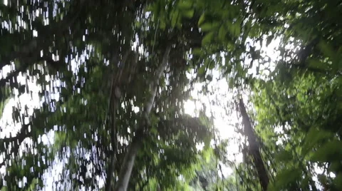 Looking up in the Jungle Stock Footage 46624493