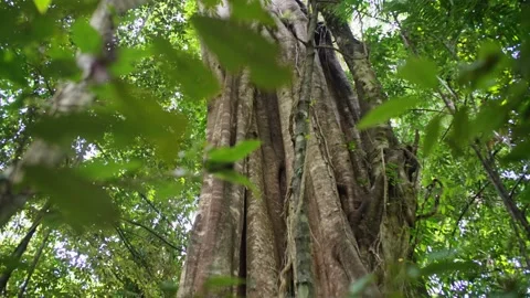 Looking up into jungle rainforest tree canopy Video stock 307877579