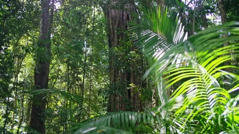 Looking up into jungle rainforest tree canopy Stock Footage 307877582