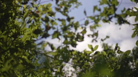 Looking up into jungle rainforest tree canopy Stock Footage 307877584