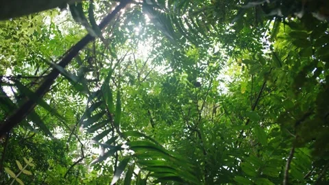 Looking up into jungle rainforest tree canopy Stock Footage 307877585