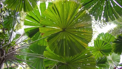 Looking up into jungle rainforest tree canopy Stock Footage 307877589