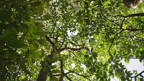 Looking up into jungle rainforest tree canopy Stock Footage 307877594