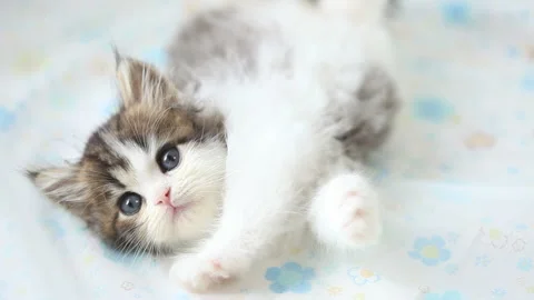 Looking Up at the Kitten Vídeo Stock 332500760