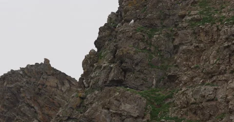 Looking Up at Kittiwake Nests on Cliff in Arctic Stock Footage 54263062