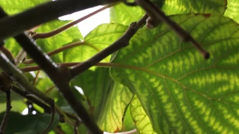 Looking at the kiwis under the kiwi trees Stock Footage 234023759