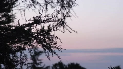 Looking to landscape from behind of tree Stock Footage 170225360