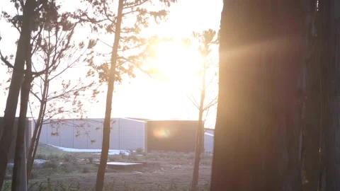 Looking to landscape from behind of tree Stock Footage 170225417