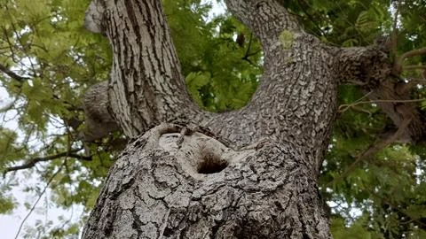Looking up large branching tree trunk dark hollow hole green foliage Fotos de archivo