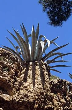  Looking up at a large cactus, Guell Park, Barcelona, Spain CAP/MEL MEL/ C... 스톡 사진