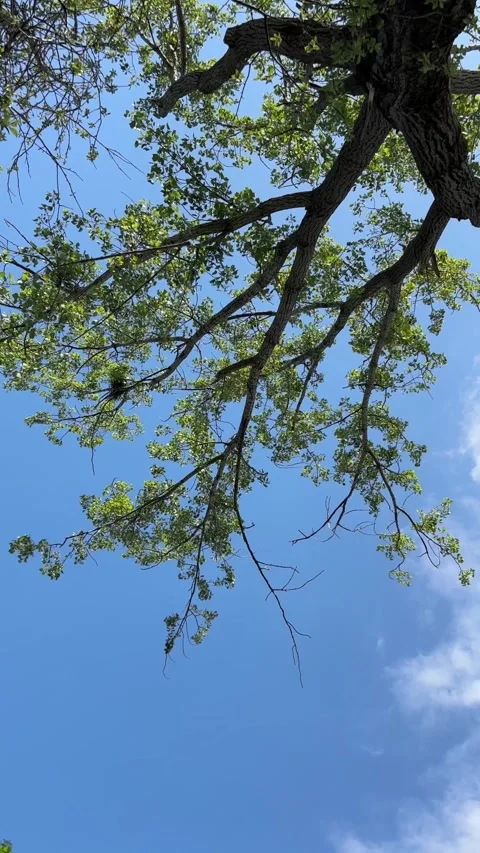 Looking up at a large green tree canopy against a clear blue sky Stock Footage 342403798