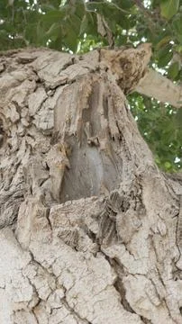 Looking up at large mature tree trunk rough bark thick branches leaves Stock Photos