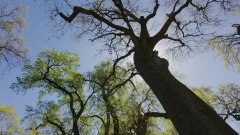 Looking up at large oak tree in spring and slight rotation Stock Footage 305877523
