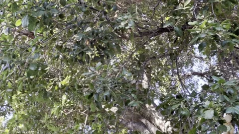 Looking up at large oak trees Stock Footage 289141117