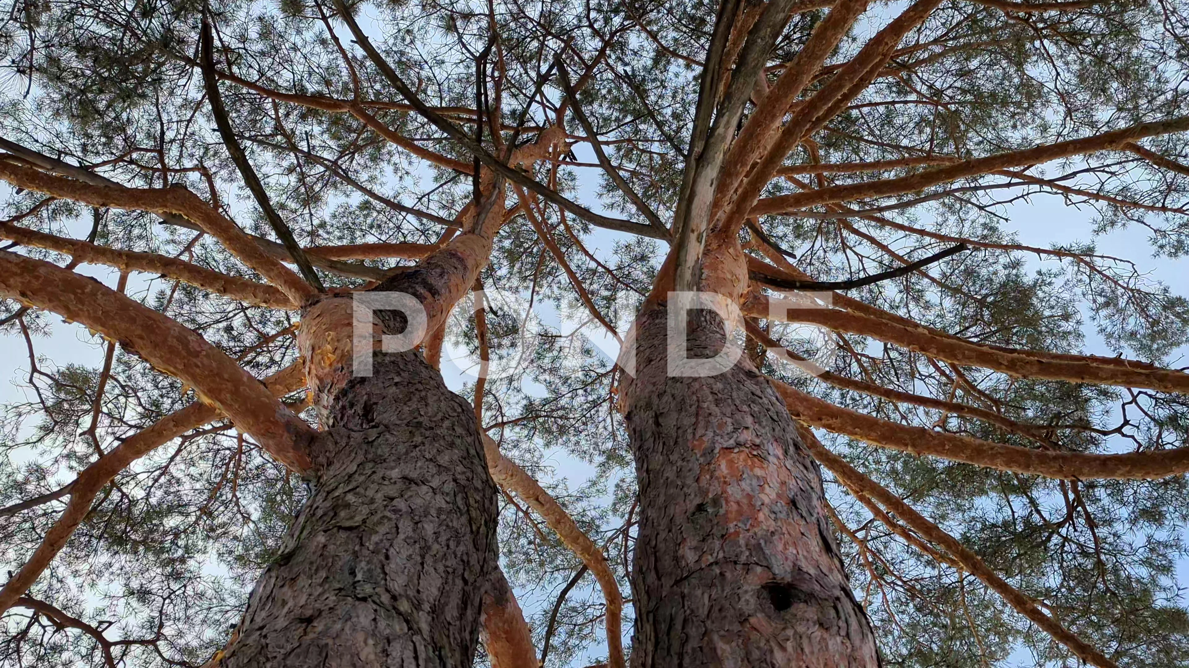 Oversized Pine Branch