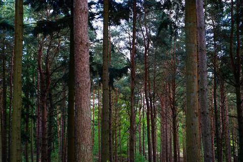 Looking in to large pine tree forest tree trunks Photos