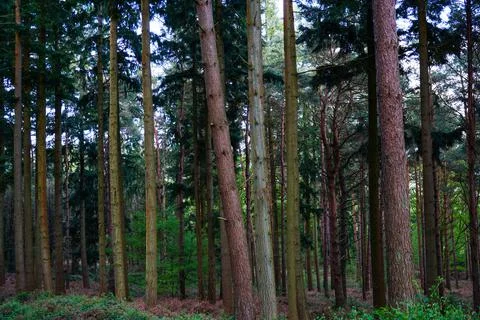 Looking in to large pine tree forest tree trunks 스톡 사진