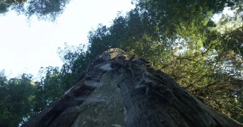 Looking Up At A Large Redwood Tree Stock Footage 70841459