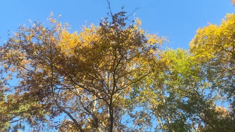 Looking Up At Large Tree Canopy With Golden Autumn Leaves Stock Footage 348174401