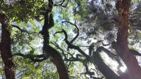 Looking Up at Large Tree Canopy with Mossy Branches and Sun Flare Vídeos de archivo 334664197