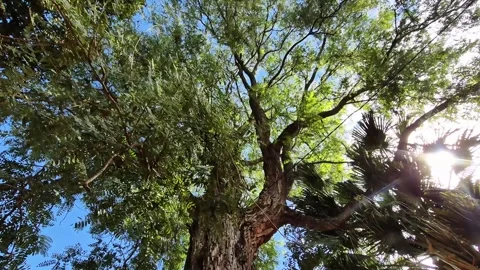 Looking Up At Large Tree Canopy With Sunlight Shining Through Leaves Video stock 336515957