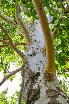 Looking up large tree with white trunk and peeling bark Stock Photos