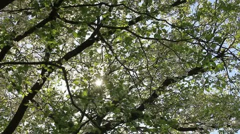 Looking up at leaf covered branches of trees Stock Footage 11017132