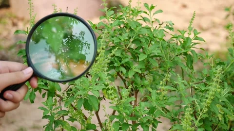 Looking at leaf of a tree with a magnifying glass, Cropped shot of modern farmer Stock Footage 269489302