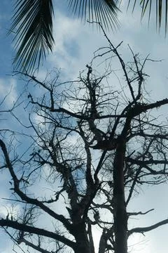 Looking Up at Leafless Tree Branches with Clear Blue Sky Background Stock Photos