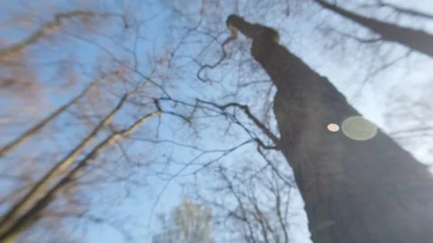 Looking up at leafless trees with emerging buds in early spring under clear.. Stock Footage 332442860