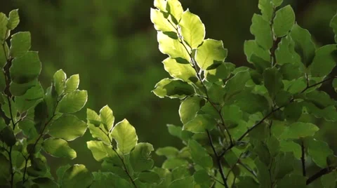Looking at Leafs Waving in Wind Stock Footage 47824299