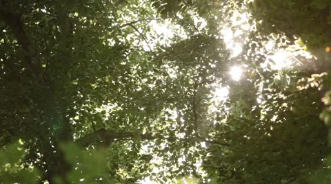 Looking at Leafs Waving in Wind Stock Footage 47824388