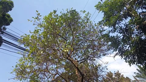 Looking up at a leafy green tree against a clear blue sky Stock Footage 340607835