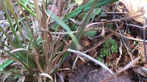 Looking up from leaves and grass 스톡 동영상 82797571